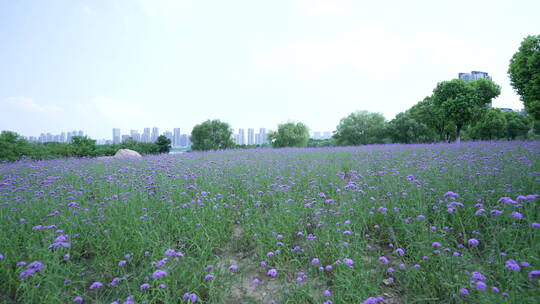 武汉市汉阳区墨水湖公园