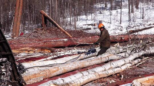 已消失的场景：大兴安岭山场工人在归整木材