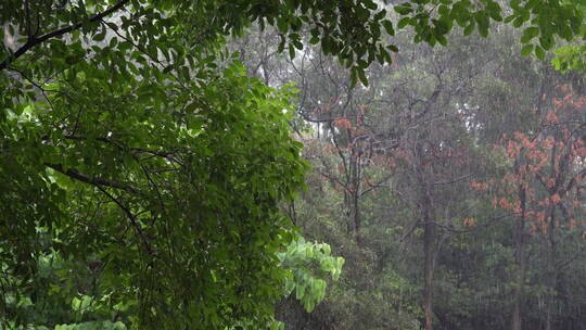 风雨中的树林