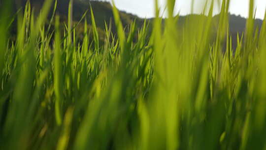 阳光下随风摇曳的绿色茂盛草地