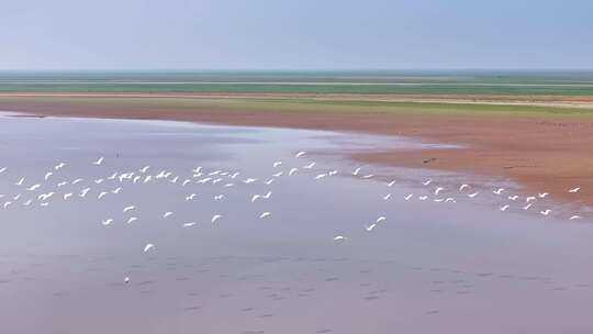 江西鄱阳湖湿地候鸟白鹤大雁