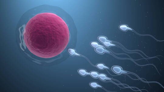 3D子宫内胚胎精子卵子结合受孕过程科研技术