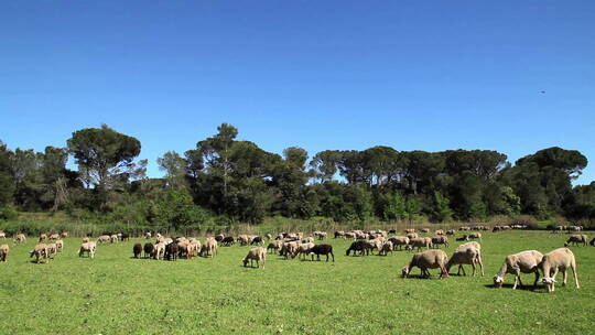 羊的养殖放牧