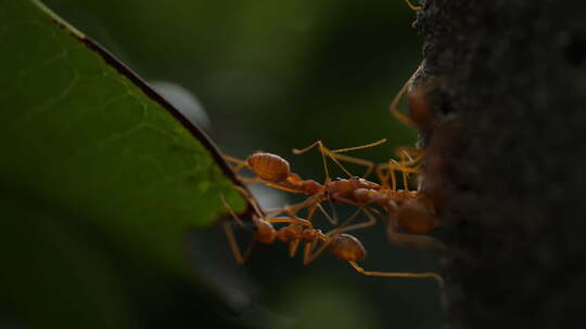 蚂蚁正在采集树叶作为食物