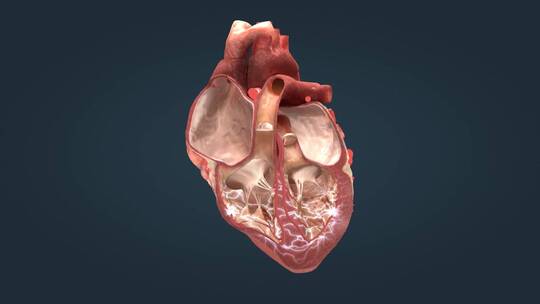 医学人体心脏电脉冲电冲动点活动心电图动画