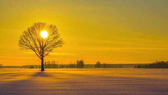 雪地里的一棵树日落延时