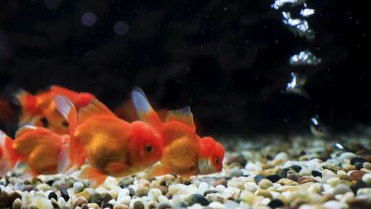 水族箱鱼缸游动金鱼视频素材模板下载