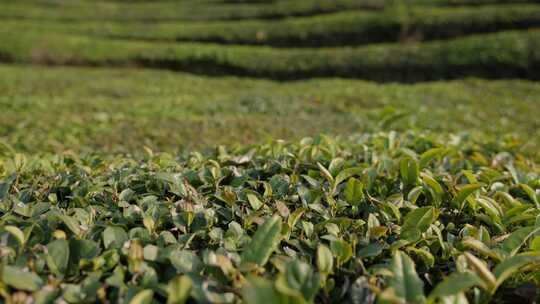 茶叶茶园空镜运镜素材