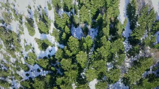 热门镜头，雪，林地，森林