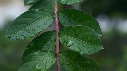 下雨天绿叶特写镜头