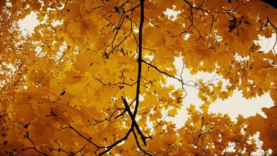 秋天树枝上的黄色枫叶