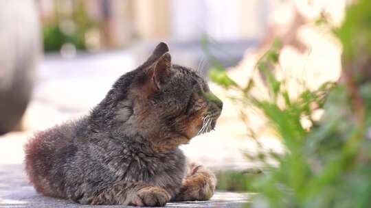 宠物平静猫平静