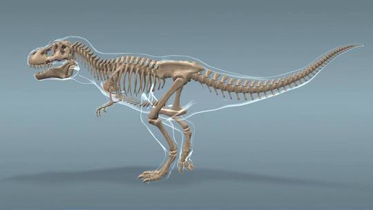 霸王龙 食肉恐龙 恐龙 三维 动画 古代视频素材模板下载