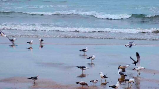 旅游海滨城市沙滩上成群的海鸥