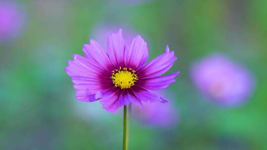 格桑花合集 格桑花海 野花盛开 格桑花升格