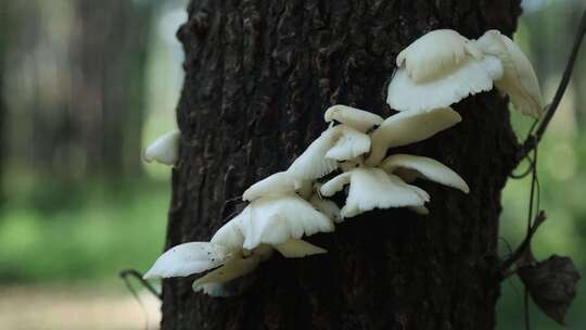 树林里的野生蘑菇