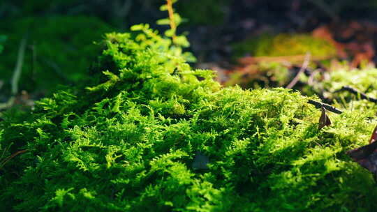 绿色苔藓自然景观特写
