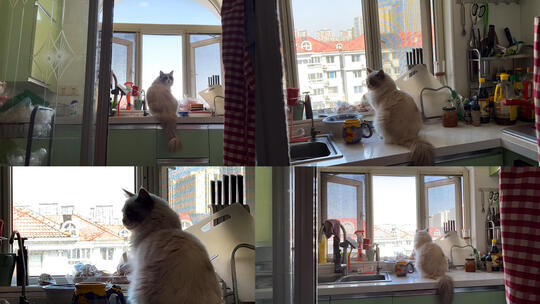 窗台上的猫 孤独猫星人