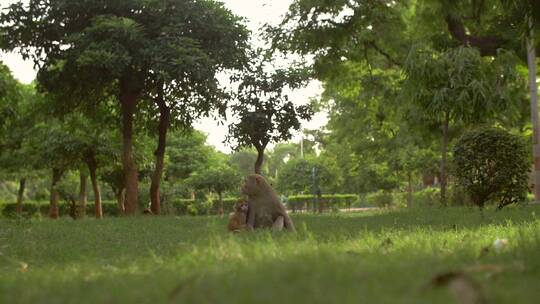 小猴子和妈妈在草地上坐着