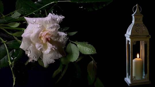 露珠打湿的白玫瑰