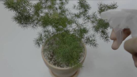 给蓬莱松植物浇水特写升格慢动作