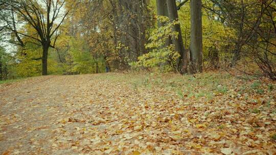 秋天的森林里面的落叶视频素材模板下载