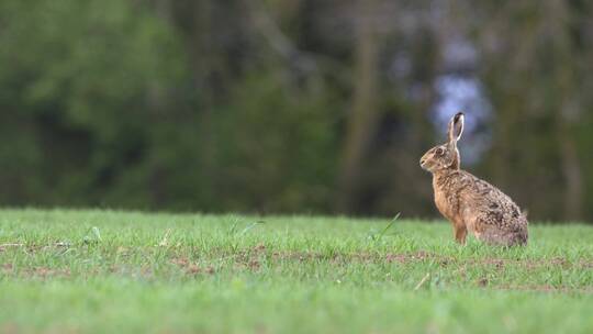 野兔在草场坐立视频素材模板下载