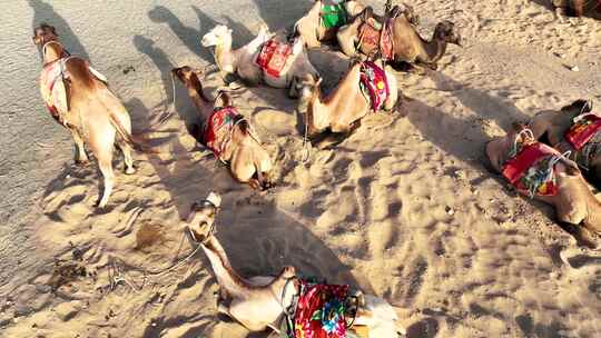 航拍丝绸之路沙漠上散养休息的骆驼群