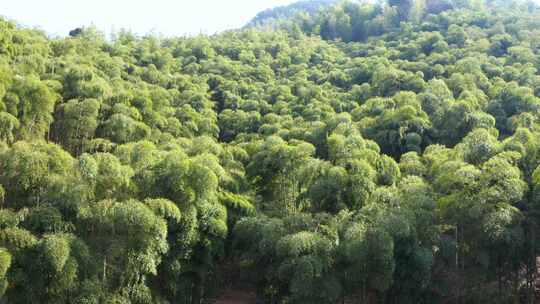 江南竹林竹海竹山航拍