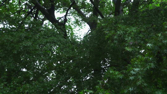 诗画江南植物园林4K 唯美雨水意境 白噪音