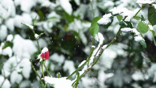 冬天大雪纷飞风雪中的玫瑰花花蕾