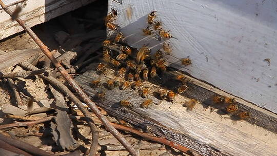 蜜蜂成群地围着木头视频素材模板下载