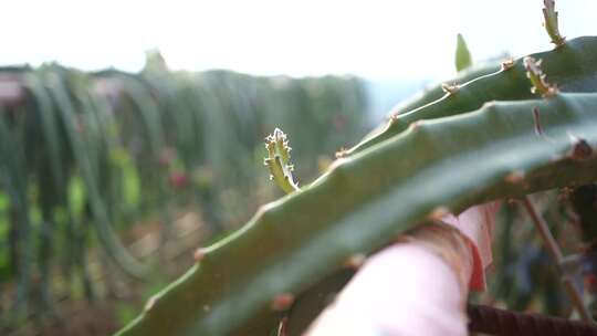 火龙果种植 火龙果树 仙人掌科植物