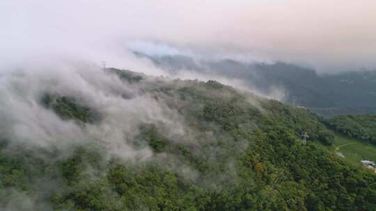 大山云雾森林