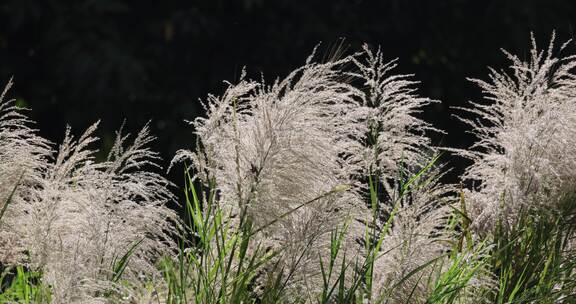 芦苇 草本植物 芦苇属 江河湖