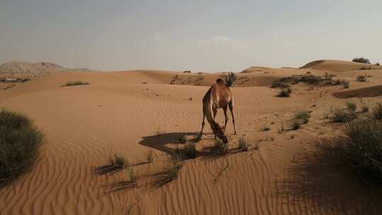 沙漠里骆驼在吃草