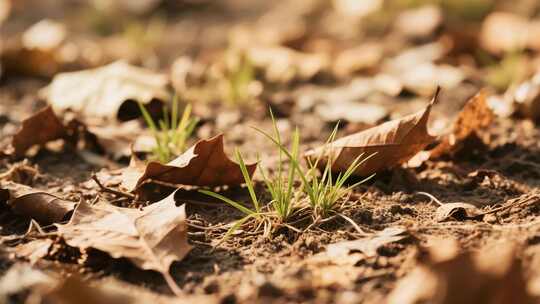 泥土上枯叶间的嫩绿小草