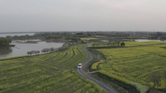 常州溧阳成片油菜花航拍