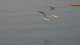 平顶山白龟山水库 湿地公园 冬季 红嘴鸥高清在线视频素材下载