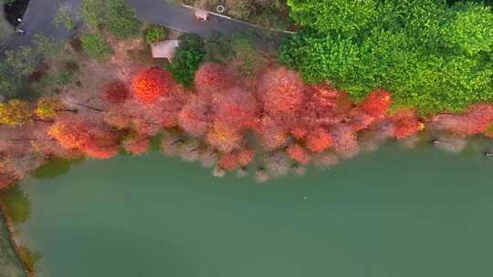 航拍广州华南国家植物园落羽杉视频素材模板下载