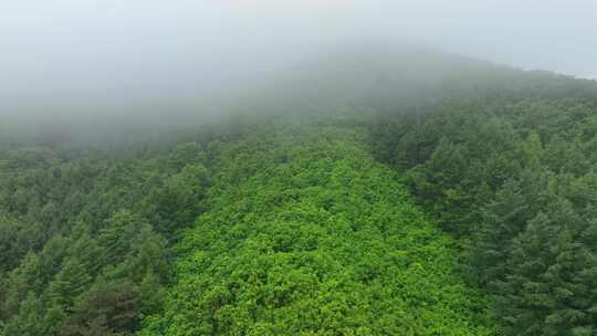 4K森林风景雾气树木绿色生态