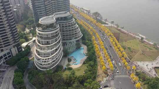 广州白鹅潭黄花风铃木盛开航拍素材