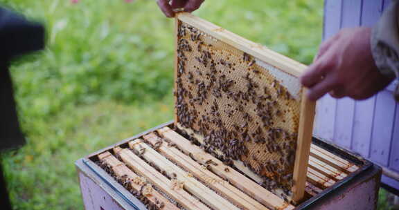 养蜂人从蜂巢里拿出一框蜂蜜