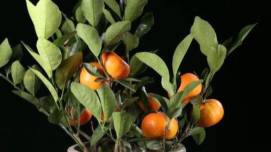 盆栽观赏橘子金桔 (1)