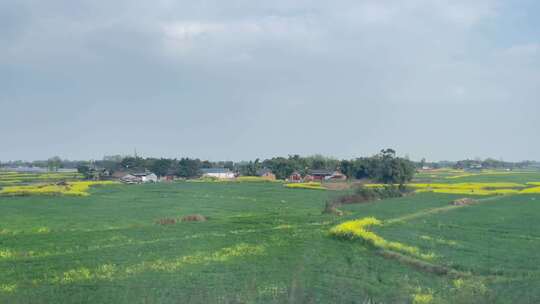 高铁车窗外油菜花庄稼村庄风景