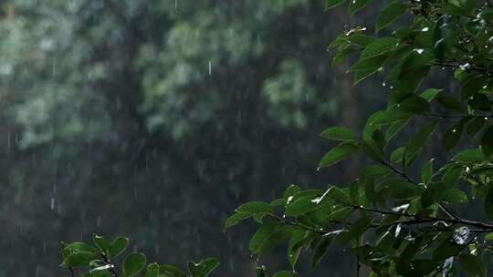 春天雨季雨滴树林树叶