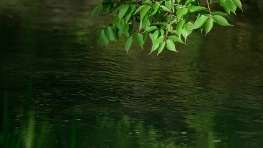 91 杭州 风景 小溪 树枝 流水