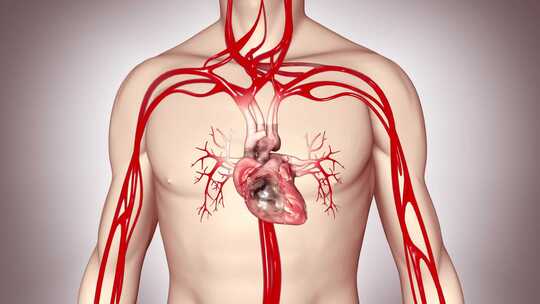 解剖学 三维 搏动 冠状动脉 左心房