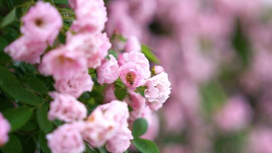 粉色玫瑰花