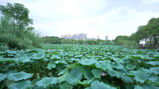 武汉江夏区藏龙岛国家湿地公园